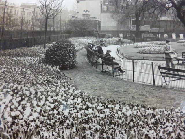 St James Churchyard Tulip beds 1931.jpg