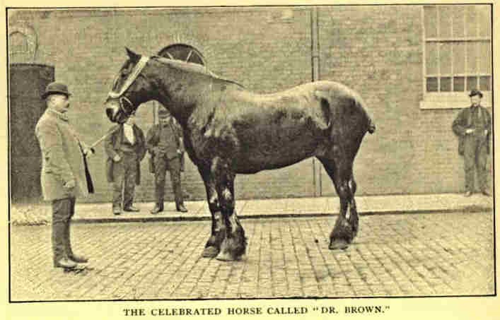 “DR. BROWN,BARCLAY & PERKINS HORSE.”.jpg