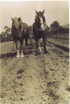 MARDEN TIPPLES FARM HORSES..png