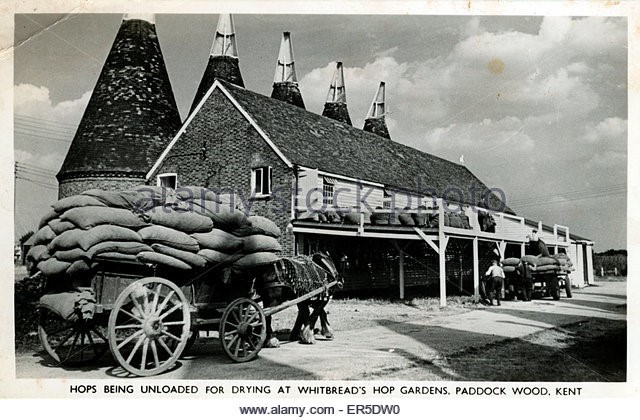 HOP-PICKING PADDOCK WOOD..jpg