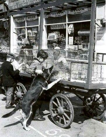 Westmoreland Road 1968 M. H. Locke Pet shop and Stall. X (2).png